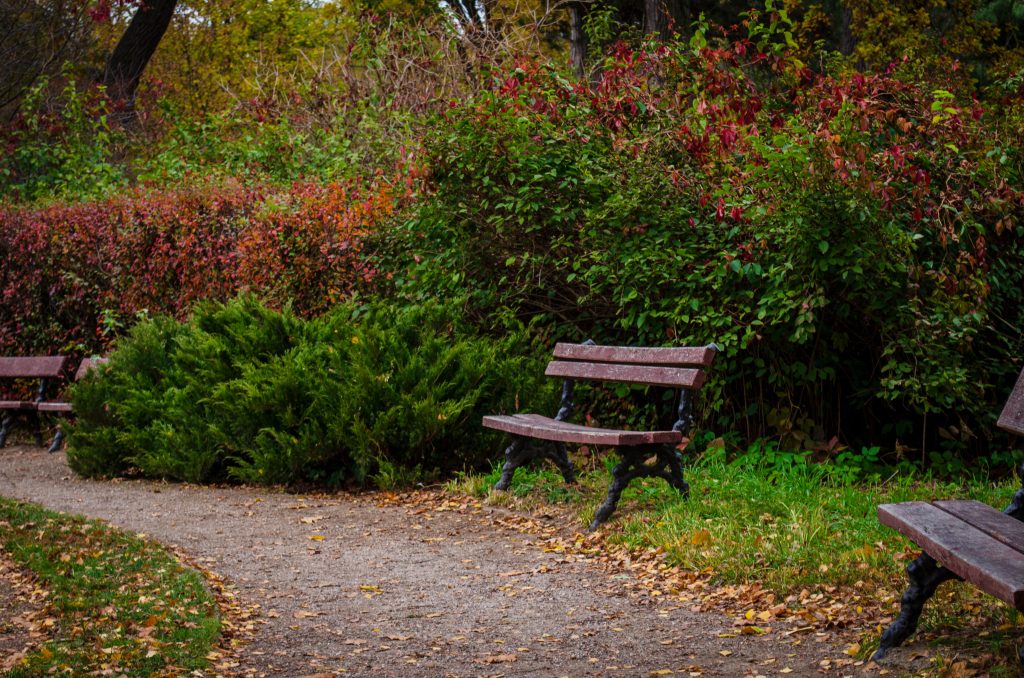 pexels photo 14283169 14283169 Scenic autumn park pathway lined with wooden benches and vibrant foliage, perfect for a tranquil walk.
